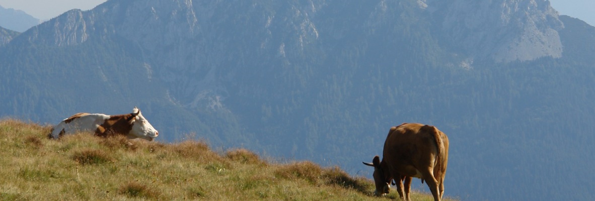 malghe friuli venezia giulia